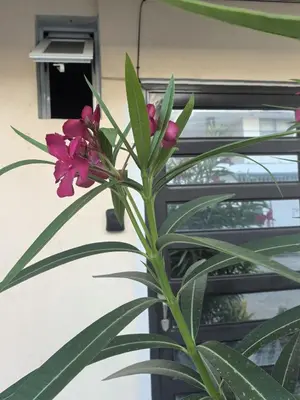 Plano de Habitación principal en Mazatlán