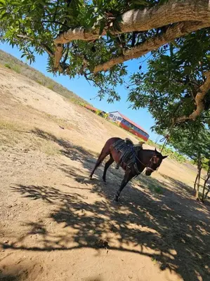 Animales en la casa o chalet o alrededores