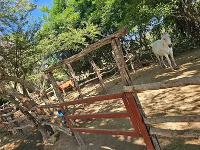 Animales en la casa o chalet o alrededores