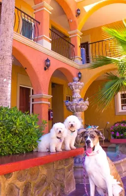 Mascotas con sus dueños en Hotel Angra